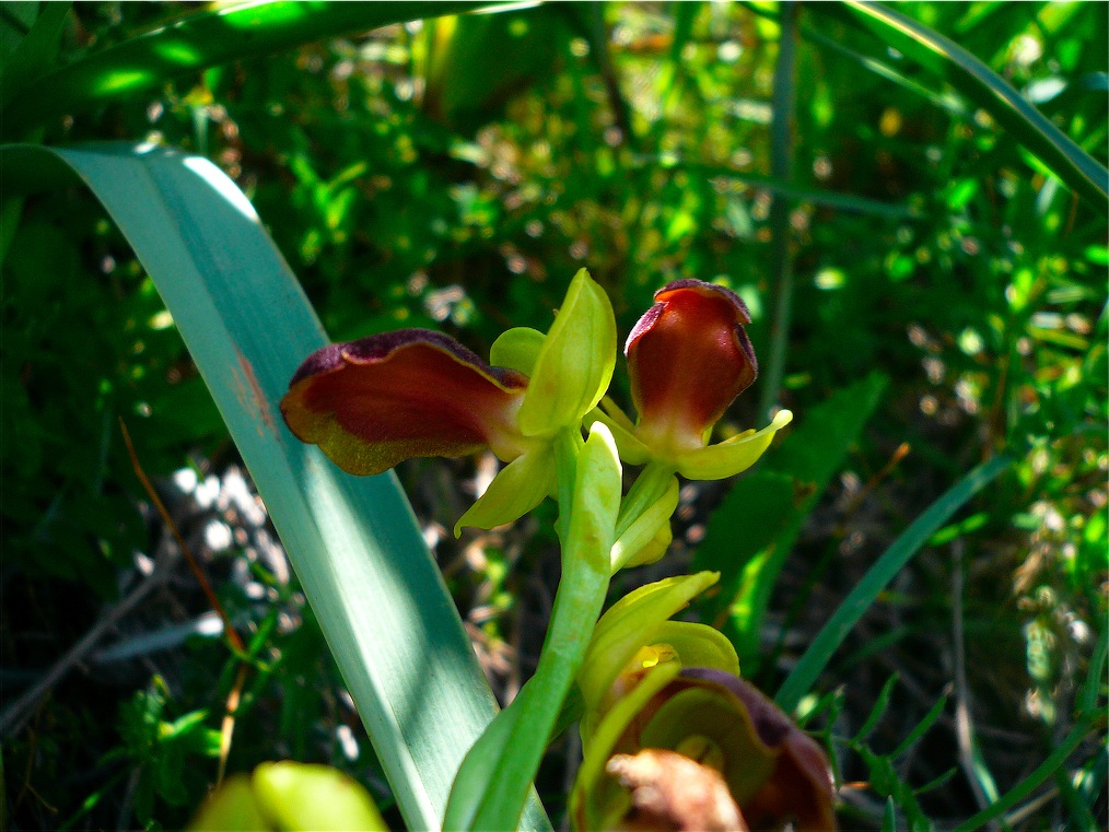 Ophrys , Orchis e ibridi - Orchidee cittadine II